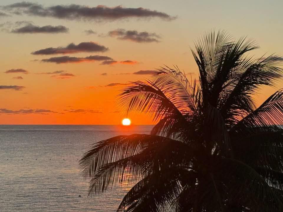 Atardecer sobre el mar con palmera